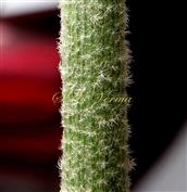  Stem
